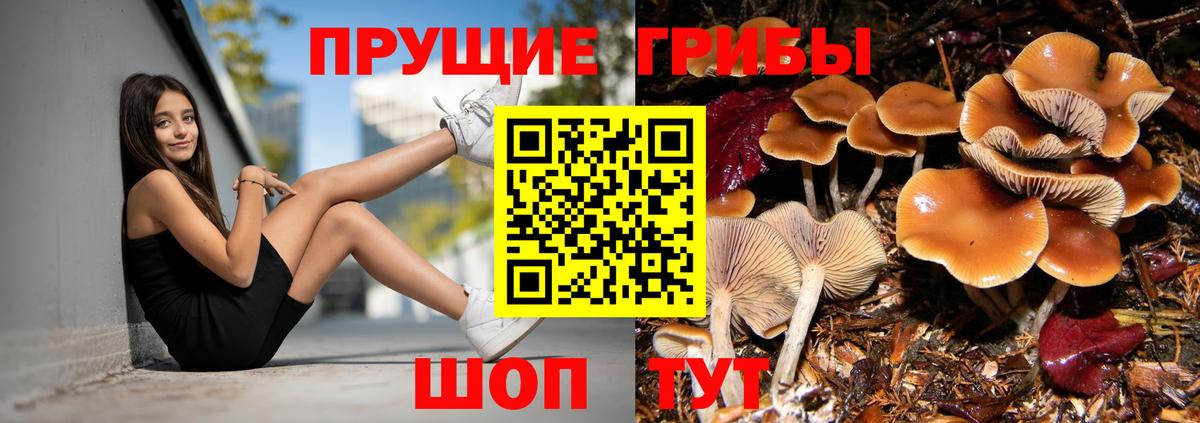 Галлюциногенные грибы Psilocybe Сочи